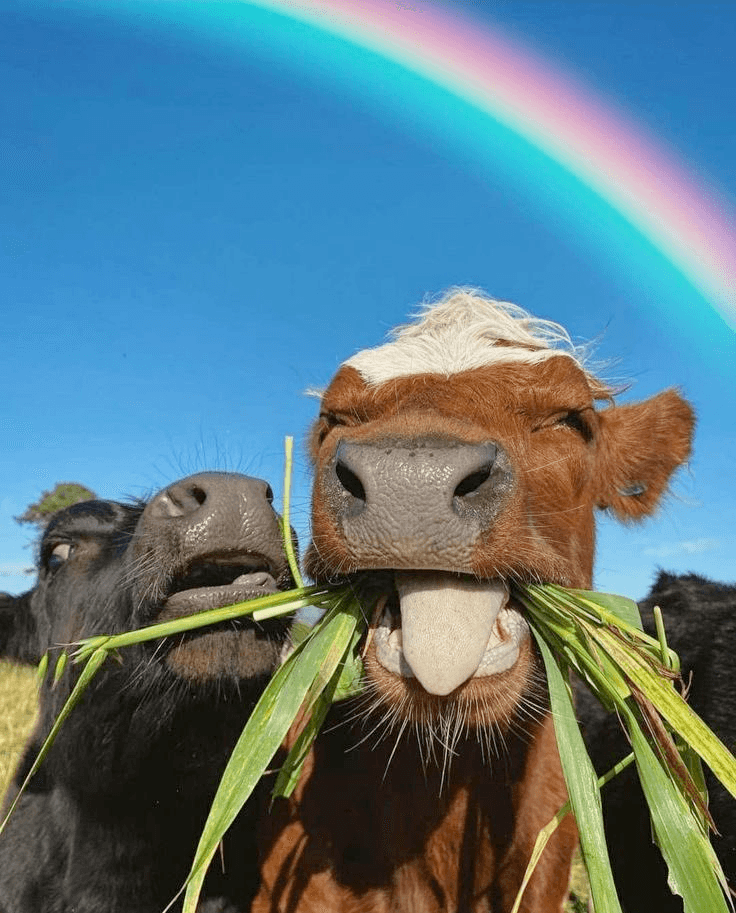 Cows eating grass