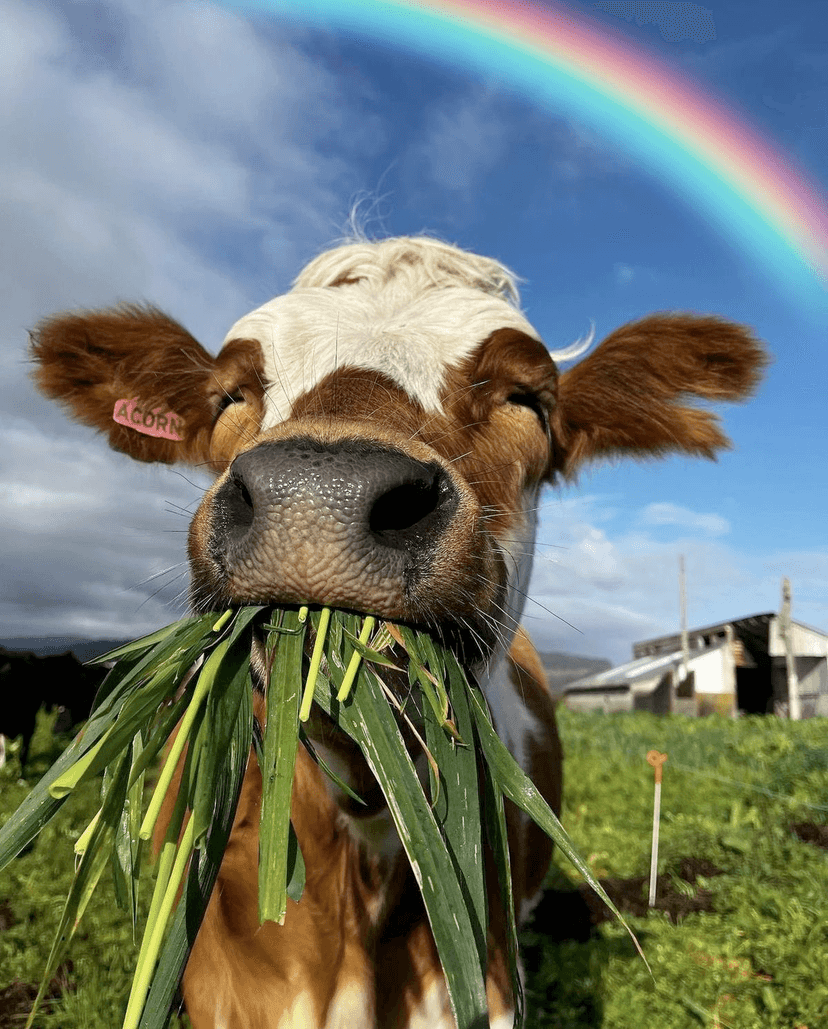 Close up of cow