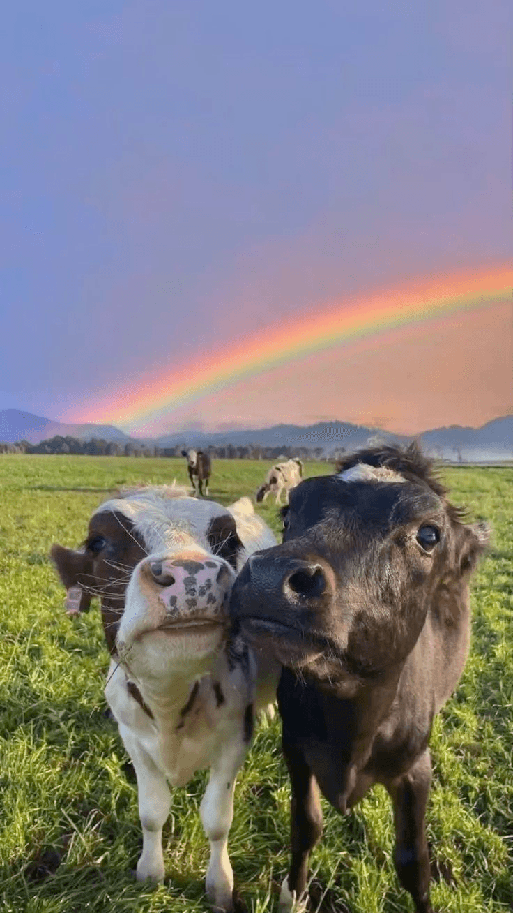 Cows with rainbow